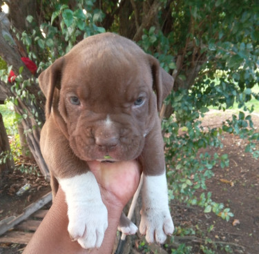 Bulldog X Bully Puppies