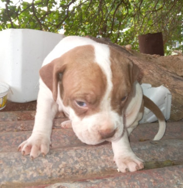 Bulldog X Bully Puppies