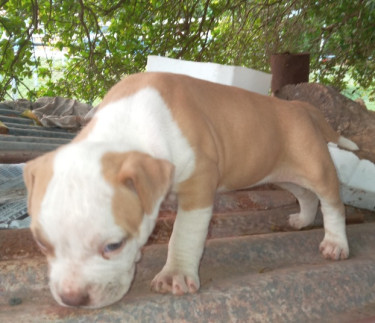 Bulldog X Bully Puppies