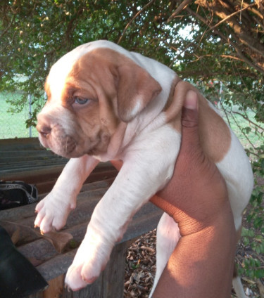 Bulldog X Bully Puppies