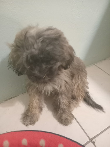 Female Shih Tzu Puppy For Sale 