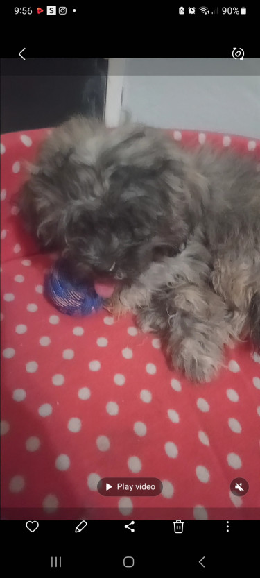 Female Shih Tzu Puppy For Sale 