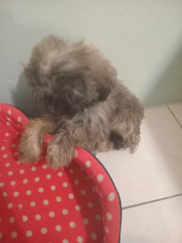 Female Shih Tzu Puppy For Sale 