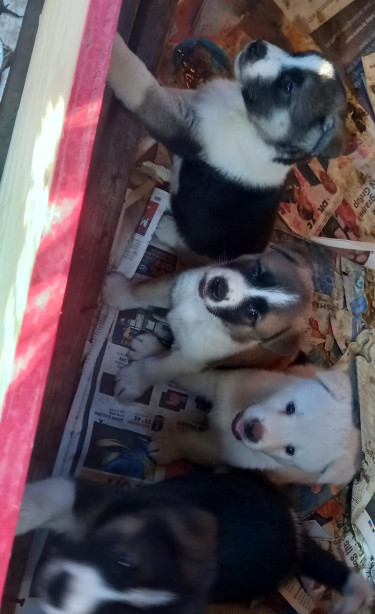 Akita Pups