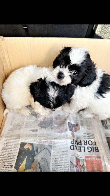 Miniature Shih Tzu Poodle Puppies