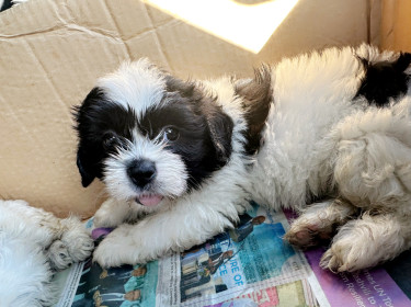 Miniature Shih Tzu Poodle Puppies