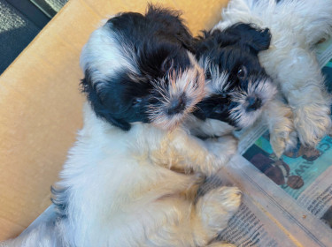 Miniature Shih Tzu Poodle Puppies