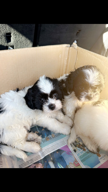 Miniature Shih Tzu Poodle Puppies