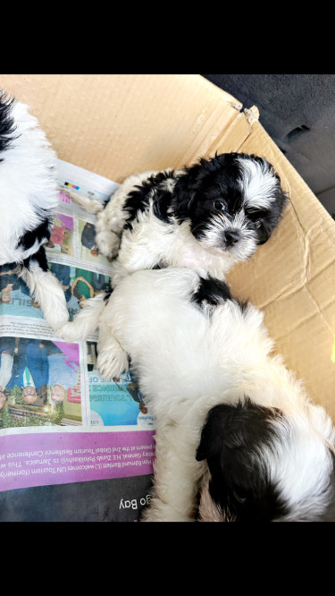 Miniature Shih Tzu Poodle Puppies