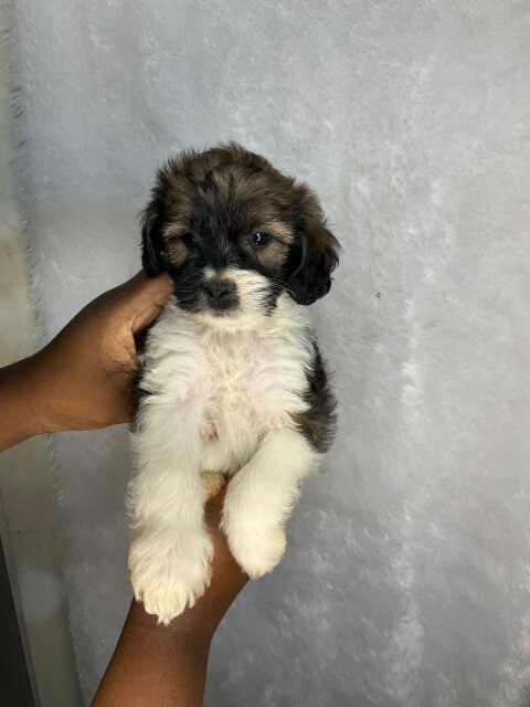 Cockatuz Puppies For Sale