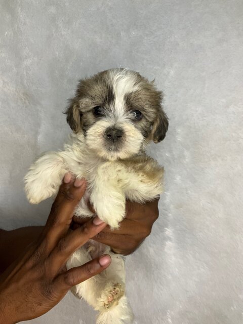 Cockatuz Puppies For Sale