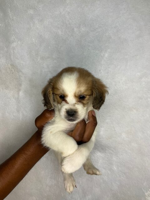 Cockatuz Puppies For Sale