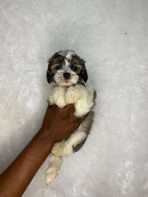 Cockatuz Puppies For Sale