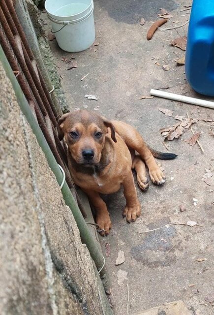 Pitbull Rottweiler Mix