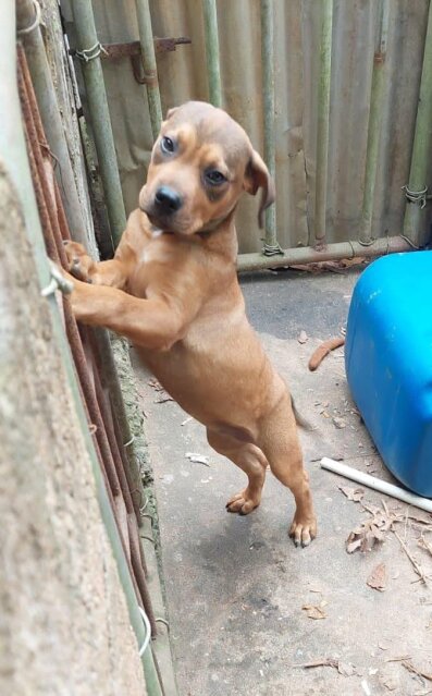 Pitbull Rottweiler Mix