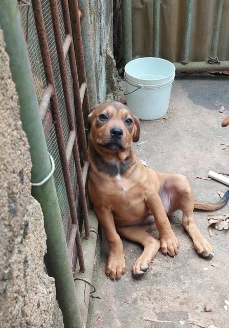 Pitbull Rottweiler Mix