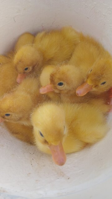 Pekin Ducklings