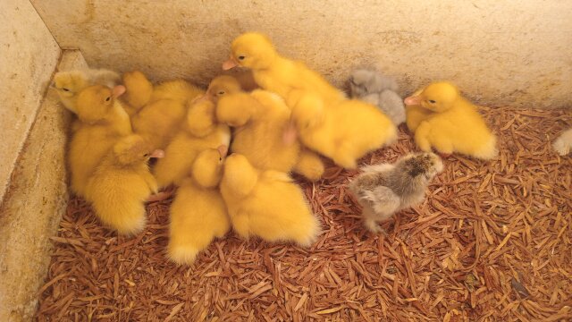 Pekin Ducklings