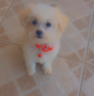 Female Shihtzu Poodle Puppy 