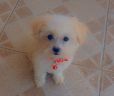 Female Shihtzu Poodle Puppy 