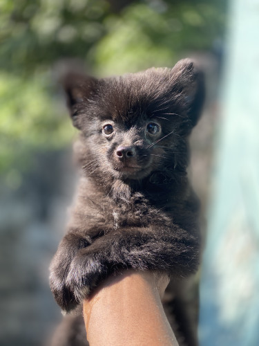 Pomeranian Mix 