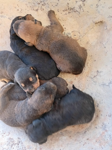 Rottweiler X Pitbull Puppies 