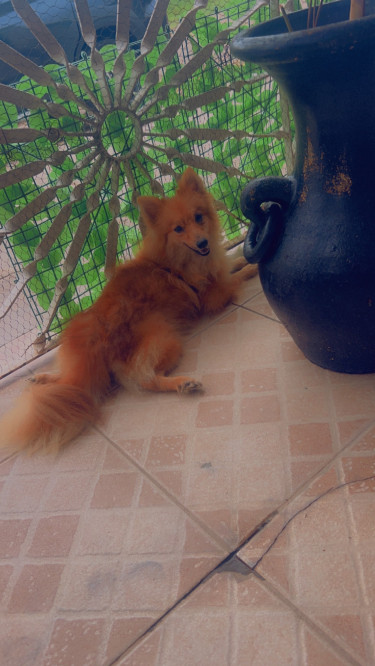 Purebred Fox Face Female Pomeranian 