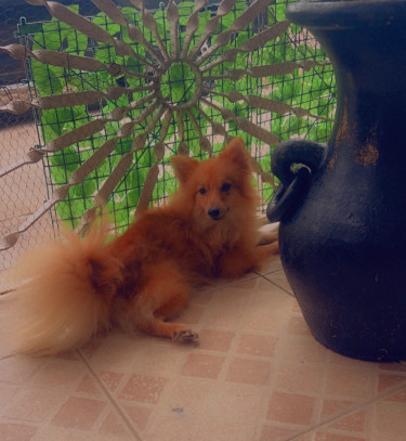 Purebred Fox Face Female Pomeranian 