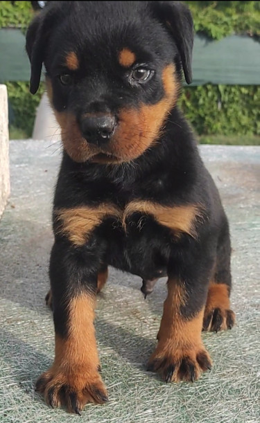 Registered Male Rottweiler Pup 7 1/2 Weeks Old