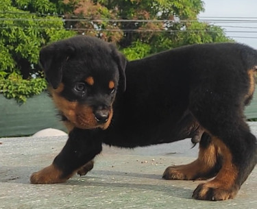 Registered Male Rottweiler Pup 7 1/2 Weeks Old