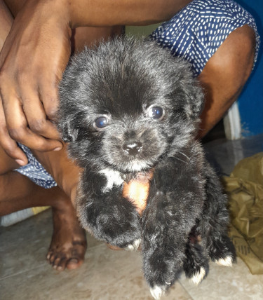 Pomeranian Mix Puppies 