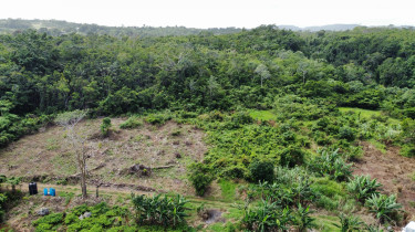 4 Acres Of Land In Mango Valley, St. Mary