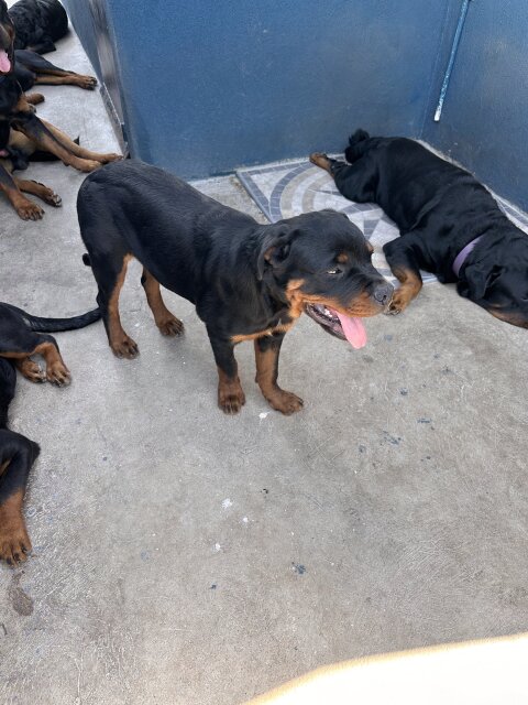 Rottweiler Puppies For Rehoming