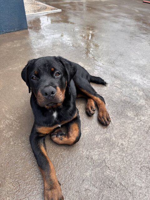 Rottweiler Puppies For Rehoming