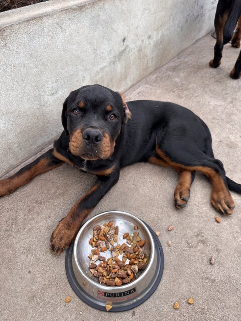 Rottweiler Puppies For Rehoming