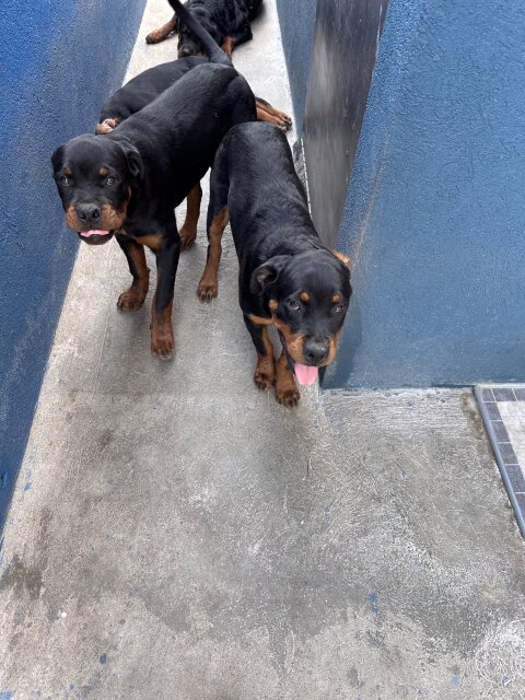 Rottweiler Puppies For Rehoming