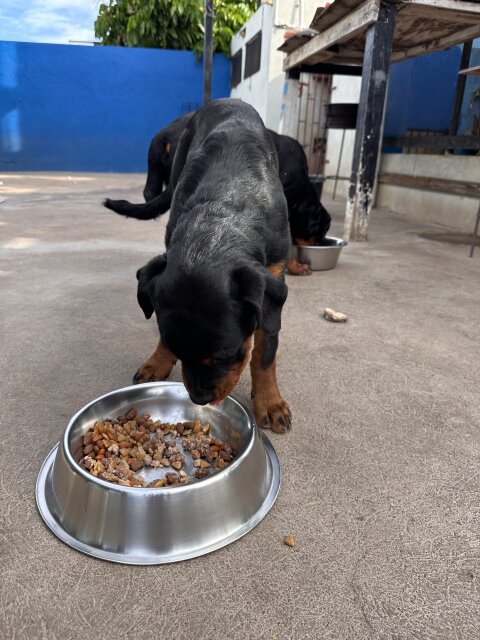 Rottweiler Puppies For Rehoming