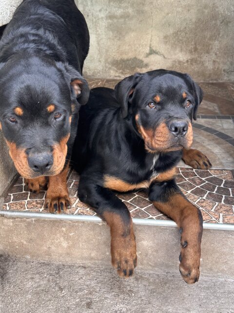 Rottweiler Puppies For Rehoming