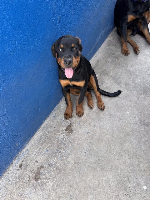 Rottweiler Puppies For Rehoming