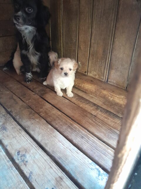 Pomeranian X Cocker Spaniel Puppies Available