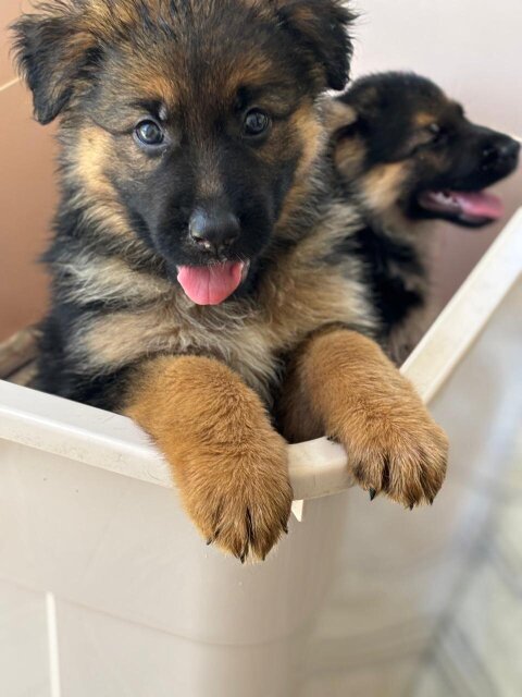 Full Bred German Shepherd Puppies