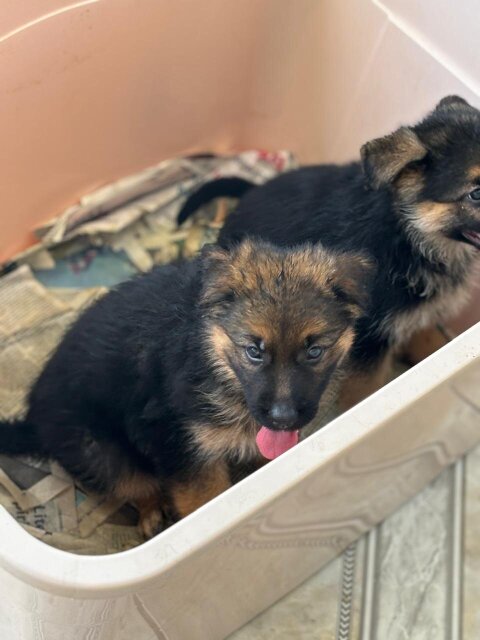 Full Bred German Shepherd Puppies