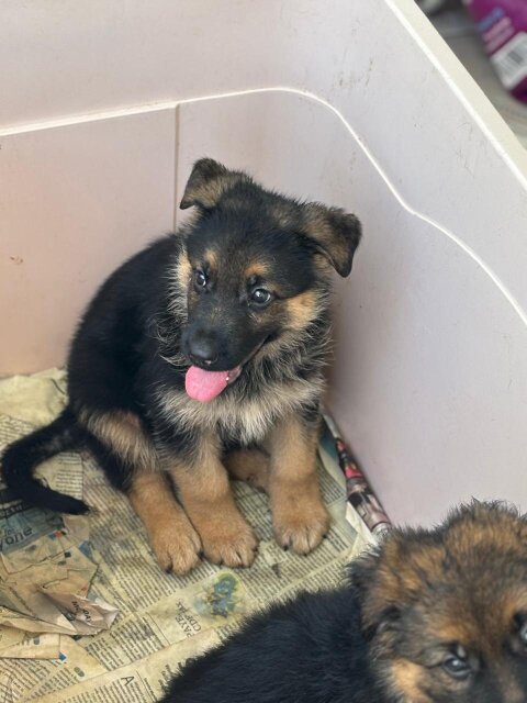 Full Bred German Shepherd Puppies