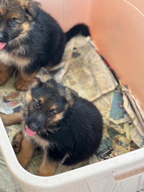 Full Bred German Shepherd Puppies