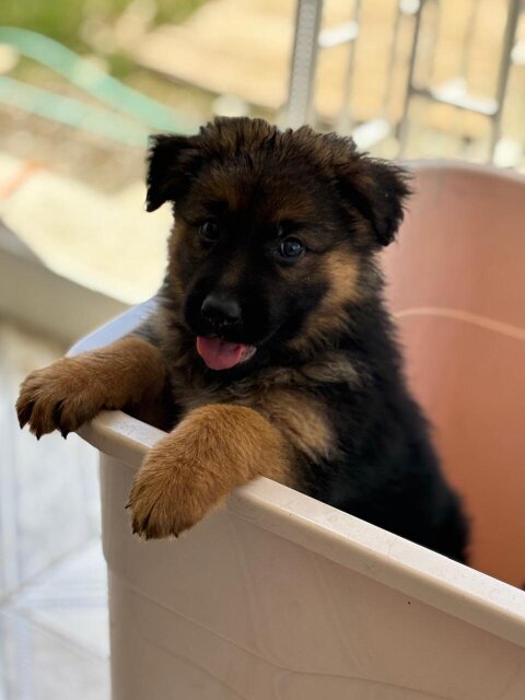 Full Bred German Shepherd Puppies