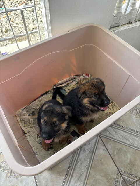 Full Bred German Shepherd Puppies