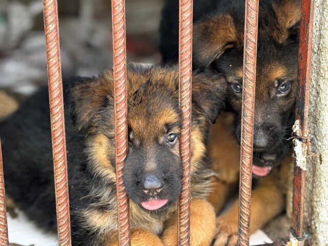 Full Bred German Shepherd Puppies