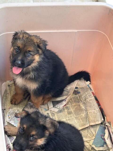 Full Bred German Shepherd Puppies