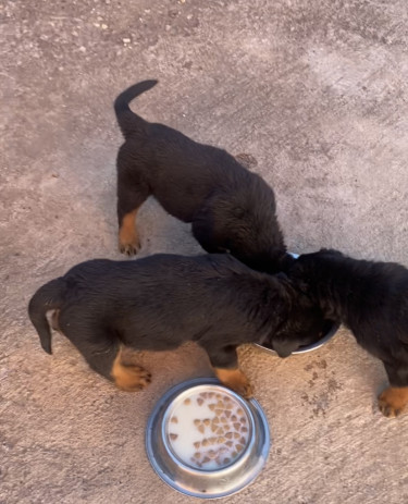 8 Weeks Old Rottweiler Puppies