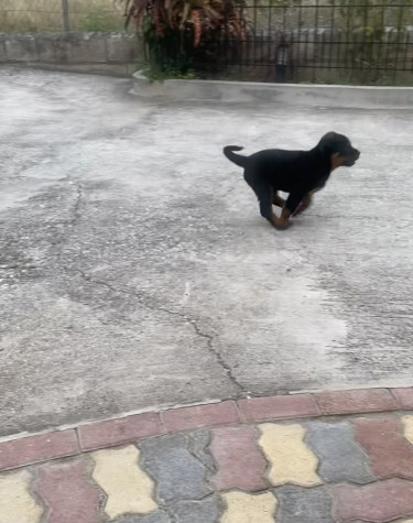 8 Weeks Old Rottweiler Puppies